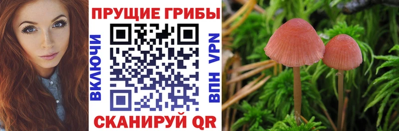 blacksprut ТОР  где можно купить   Чухлома  Псилоцибиновые грибы мицелий 